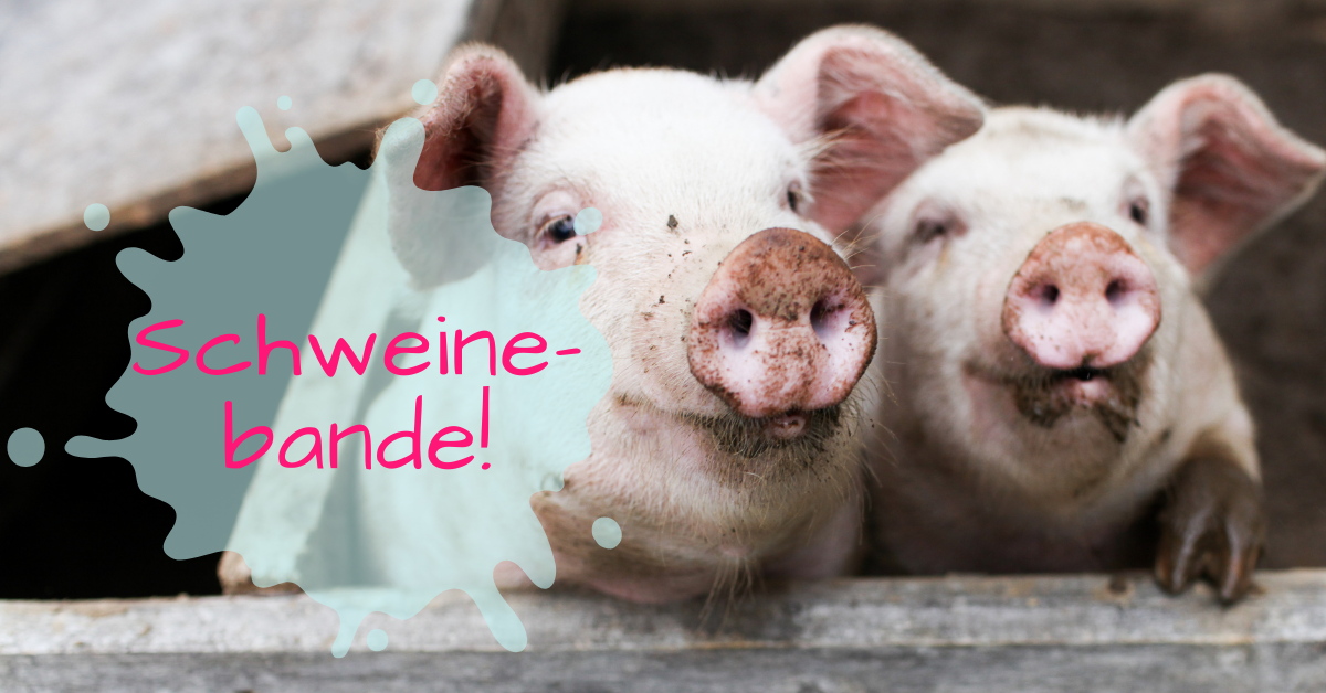 23.08._#25 Titelbild Schweinebande Zwei Schweine strecken ihre Rüsselchen in die Kamera.